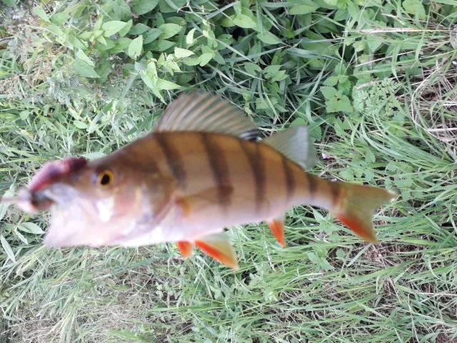 Flussbarsch