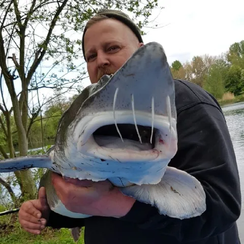 Stör