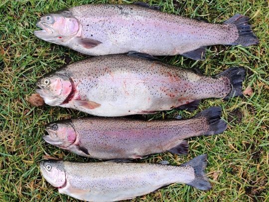 Regenbogenforelle
