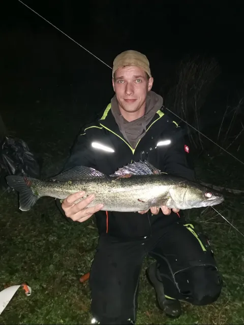 Zander