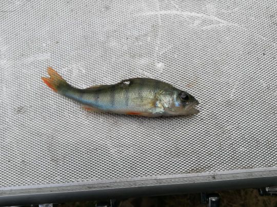 Flussbarsch