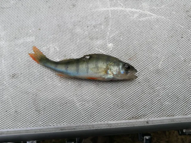 Flussbarsch