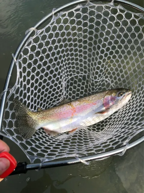 Regenbogenforelle