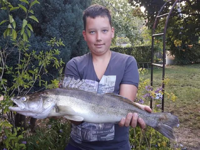Zander