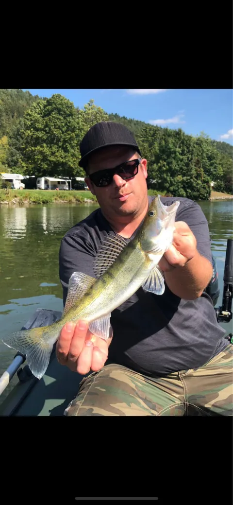 Zander