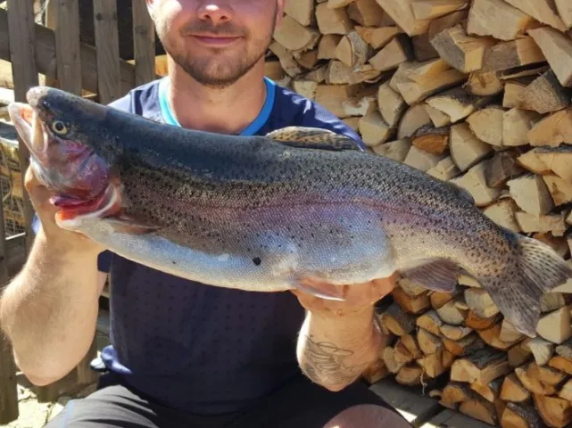 Regenbogenforelle