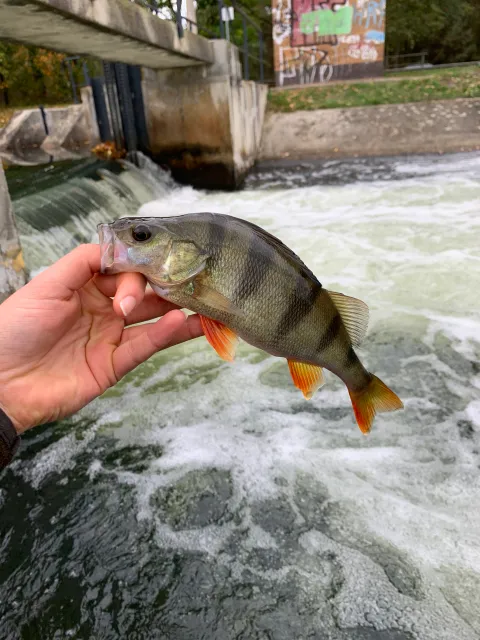 Flussbarsch