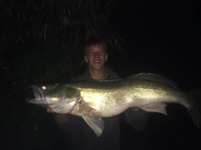 Zander