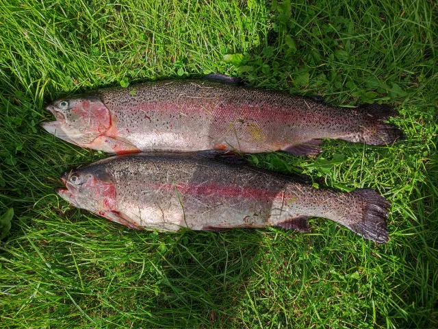 Regenbogenforelle