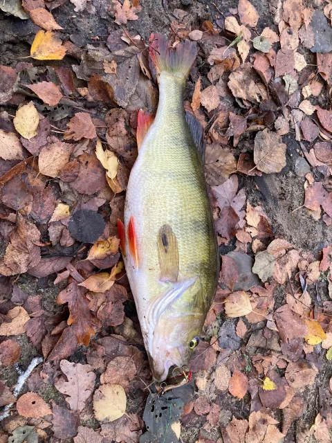 Flussbarsch