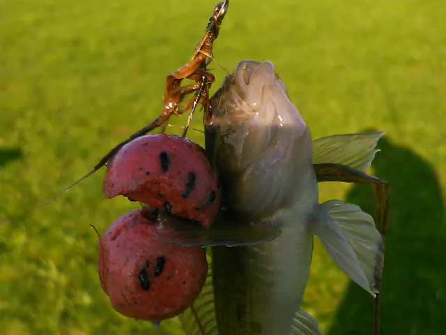 Schwarzmund-Grundel