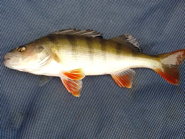 Flussbarsch