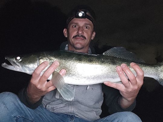 Zander