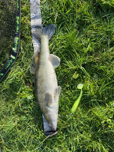 Zander