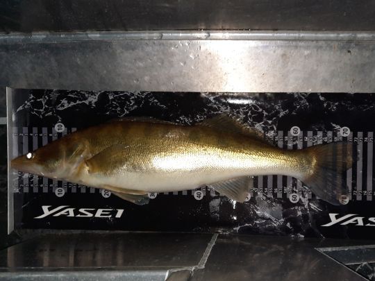 Zander