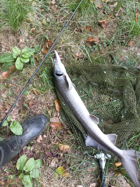 Stör