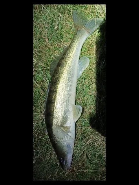 Zander
