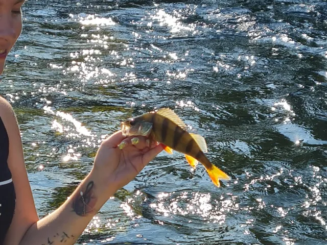 Flussbarsch
