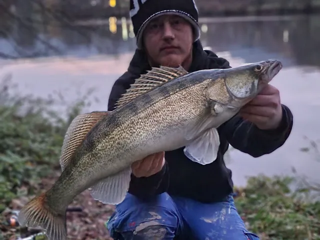 Zander