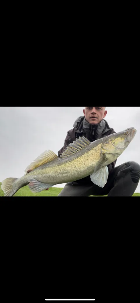Zander