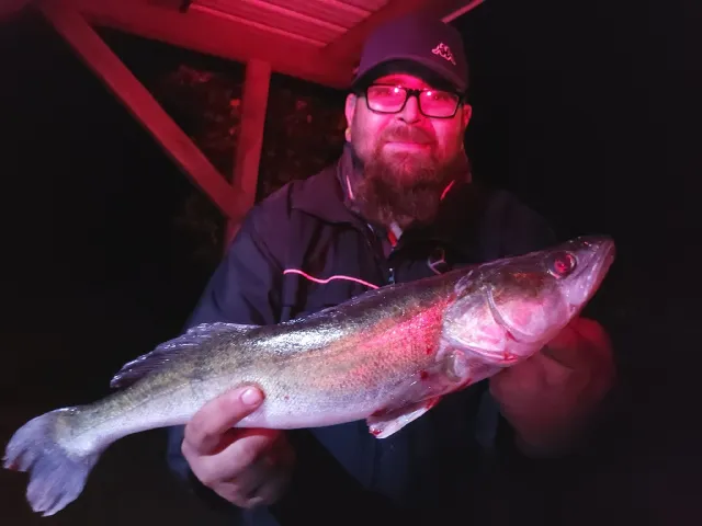 Zander