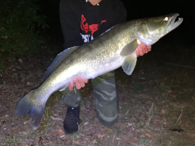 Zander