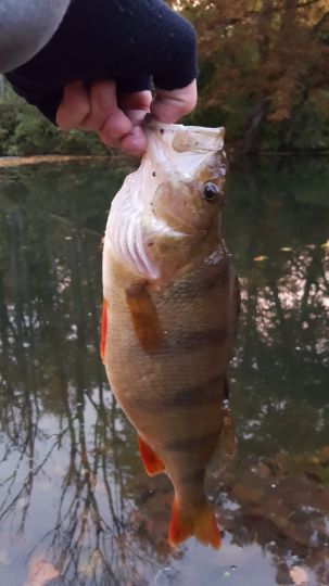 Flussbarsch