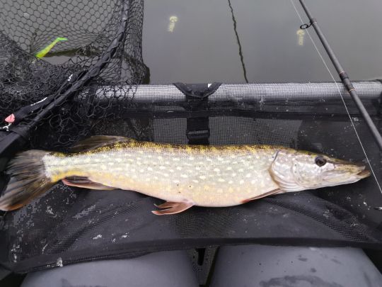 Diestelower See ALLE ANGELN