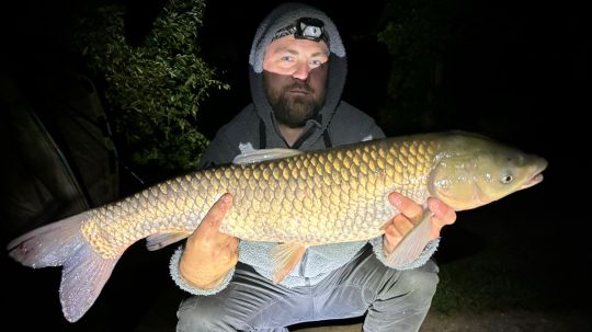 Graskarpfen