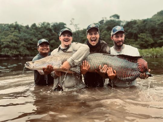 Arapaima
