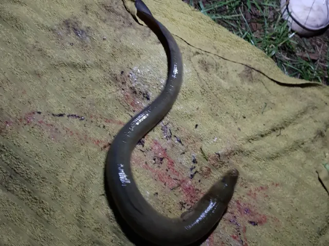 Aal