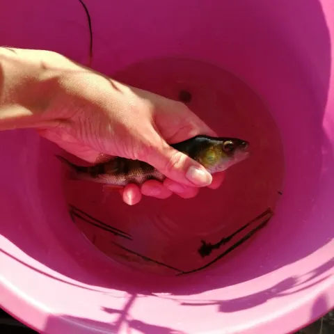 Flussbarsch