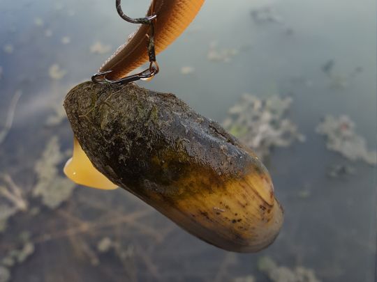 Gemeine Teichmuschel