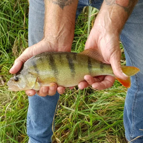 Flussbarsch