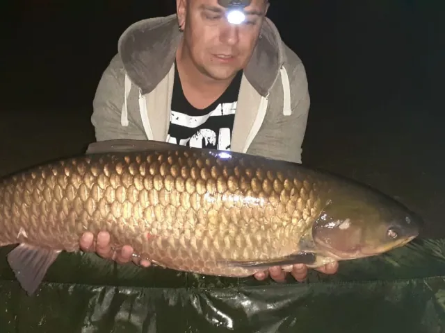 Graskarpfen