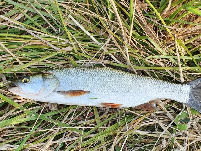 Döbel