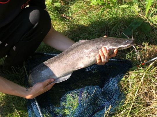 Afrikanischer Raubwels