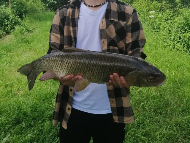 Döbel