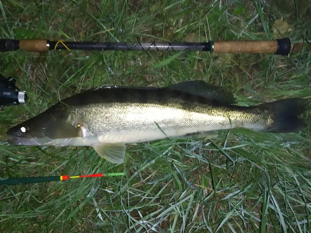 Zander