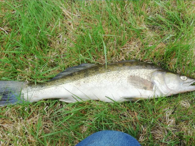 Zander