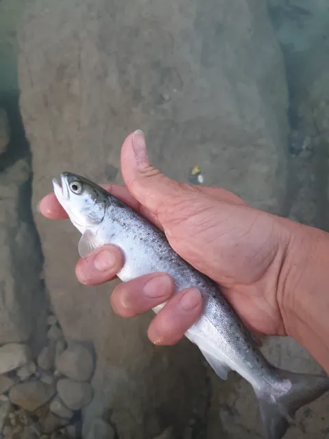 Seeforelle