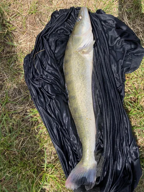 Zander