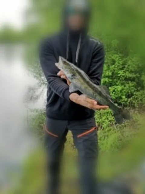 Zander