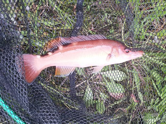 Lippfisch