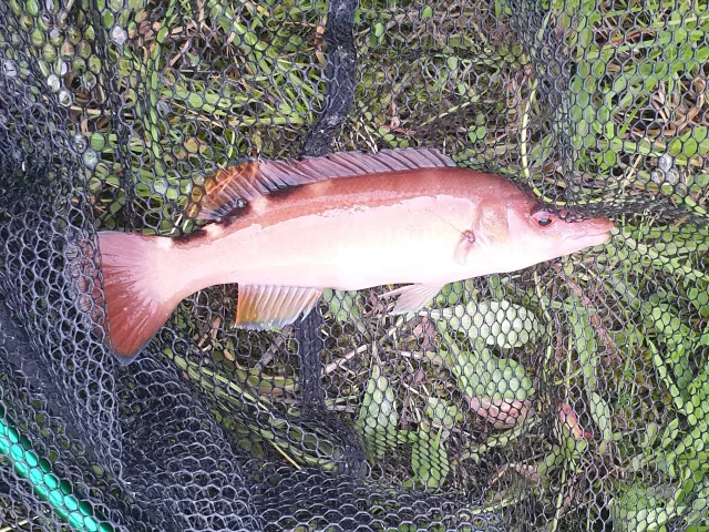 Lippfisch