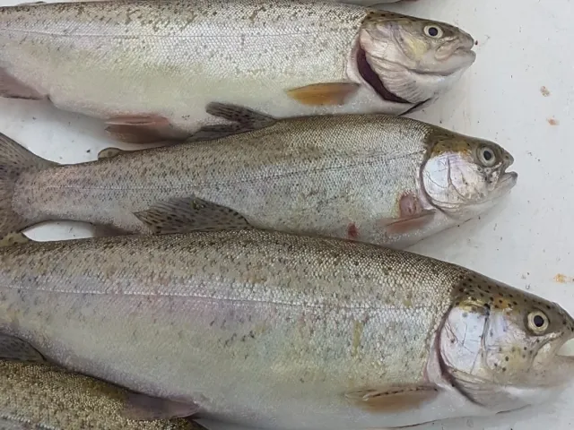 Regenbogenforelle