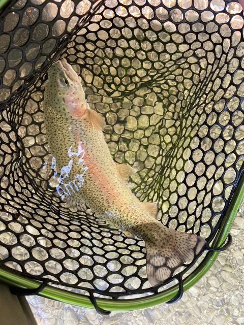 Regenbogenforelle