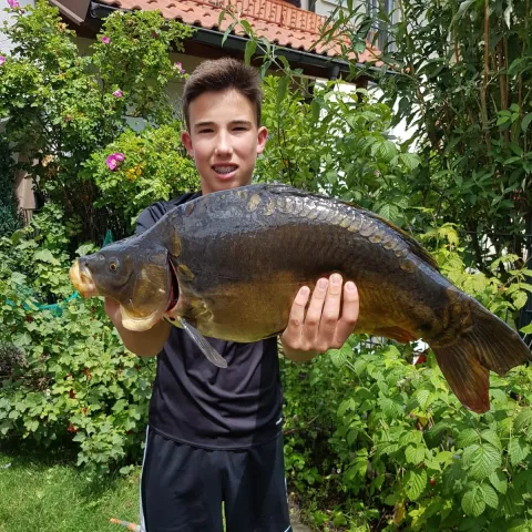 Karpfen