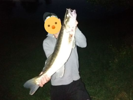 Zander