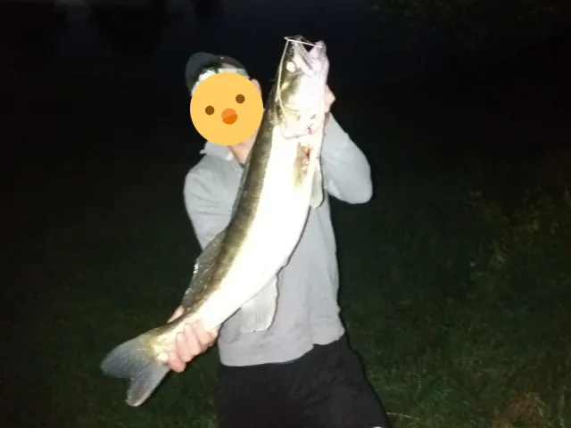 Zander